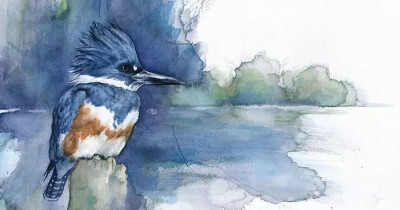 画家 Anne Balogh 安静的描绘鸟的姿态
