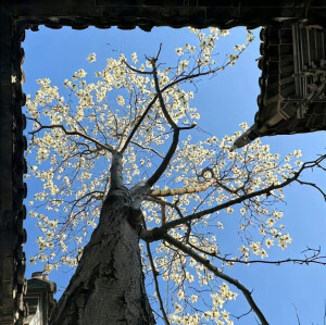 中式美学