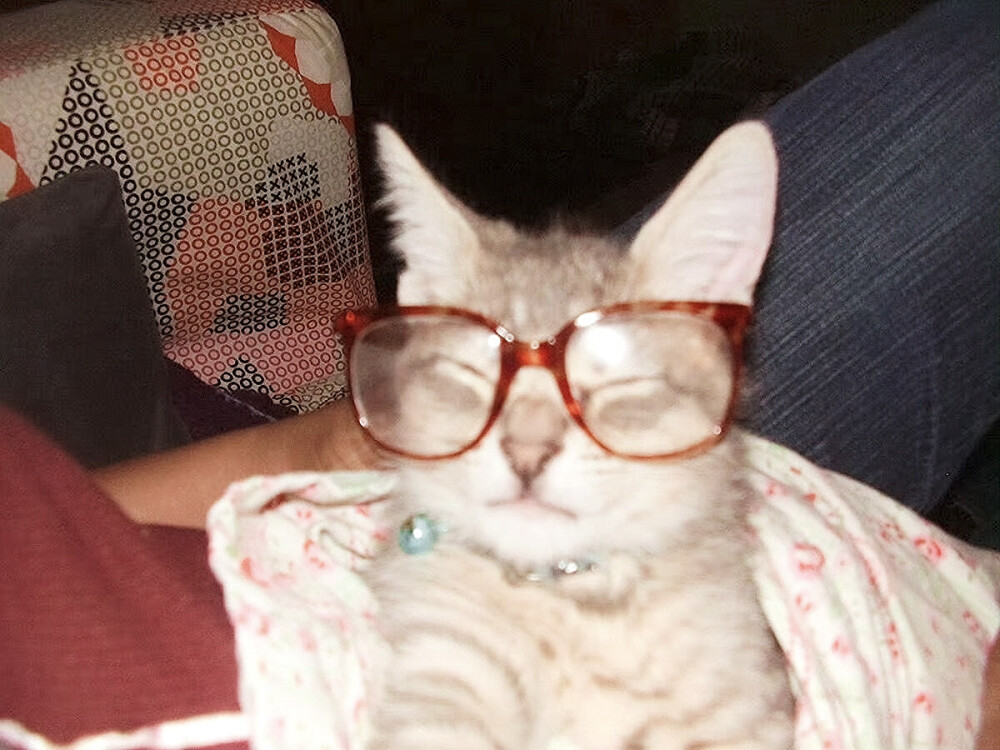 ˳˚✞ ̩͙ 療愈院 ‧₊˚♡