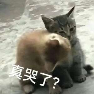 猫猫表情包