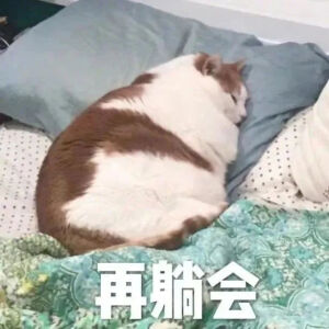 猫猫表情包