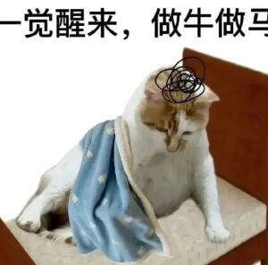 猫猫表情包