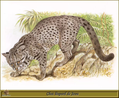 法国动物画家Robert Dallet手绘猫科动物
