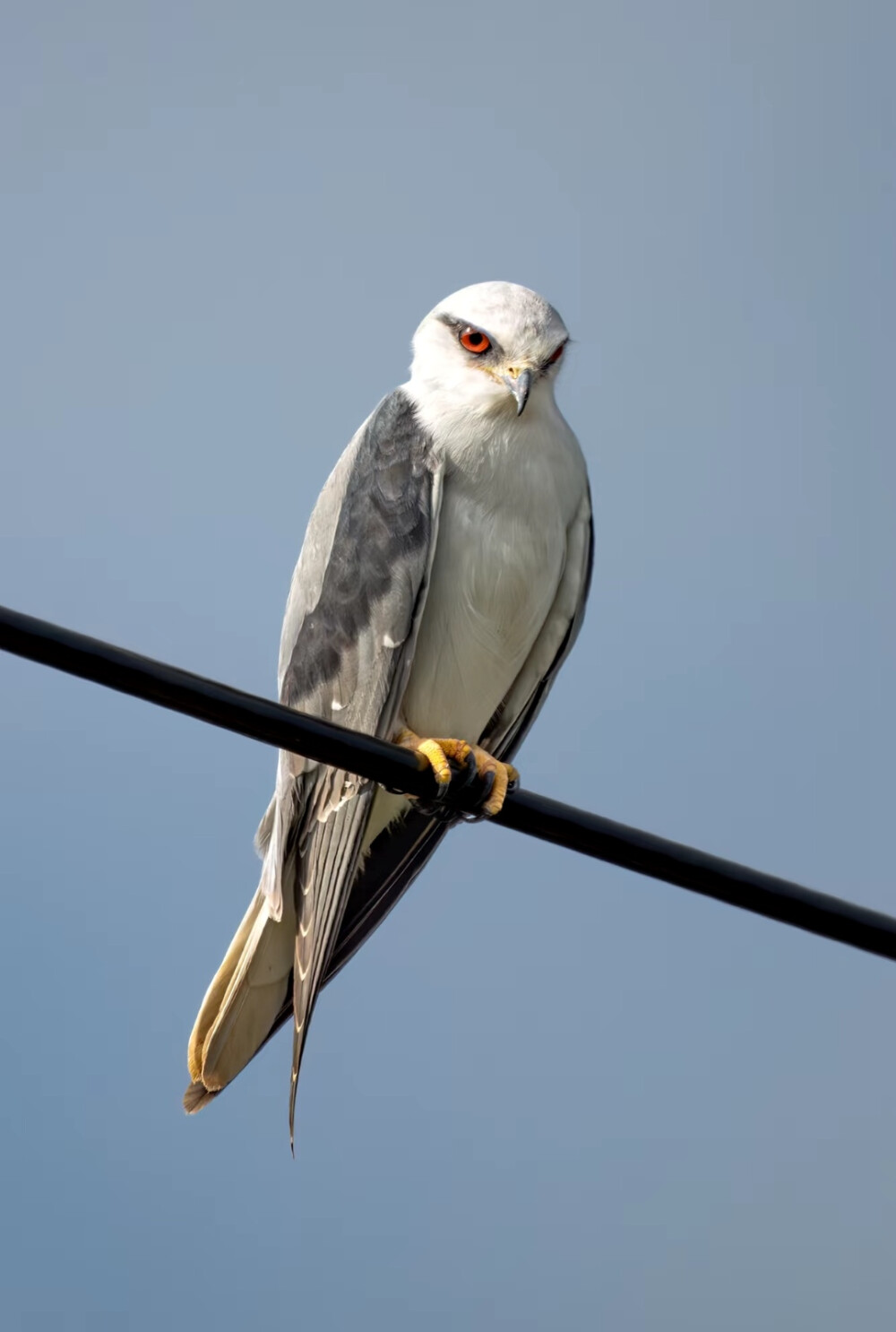 Black Shouldered Kite 黑翅鸢 学名Elanus axillaris 