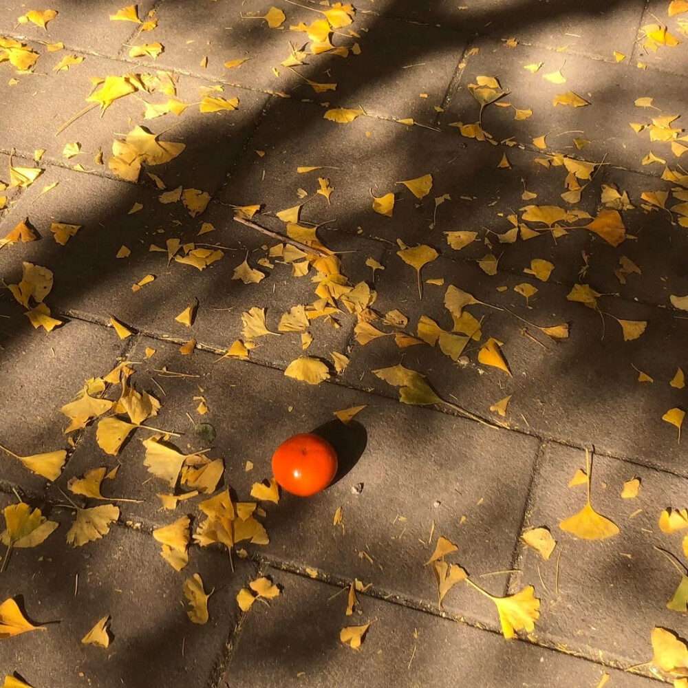 秋天背景,秋天背景图