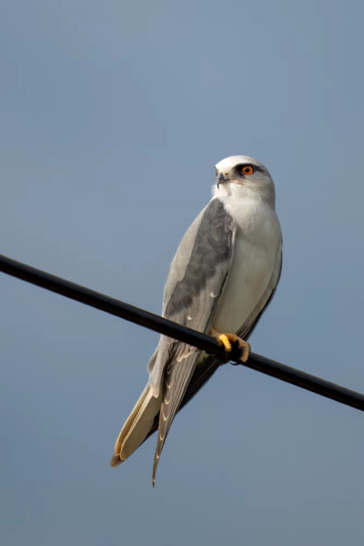 Black Shouldered Kite 黑翅鸢 学名Elanus axillaris 