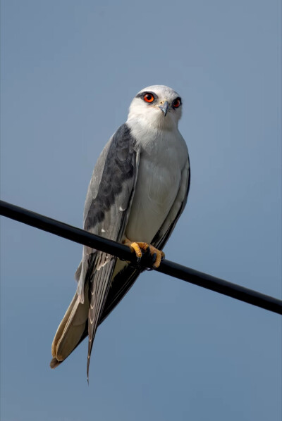 Black Shouldered Kite 黑翅鸢 学名Elanus axillaris 