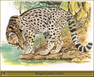 法国动物画家Robert Dallet手绘猫科动物
