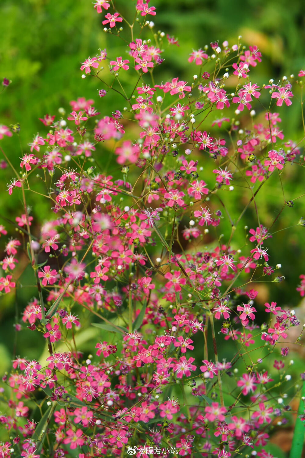 花卉