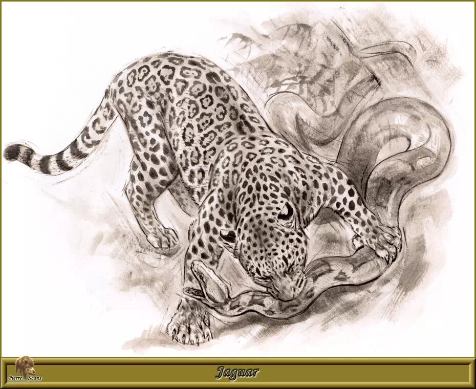 法国动物画家Robert Dallet手绘猫科动物
