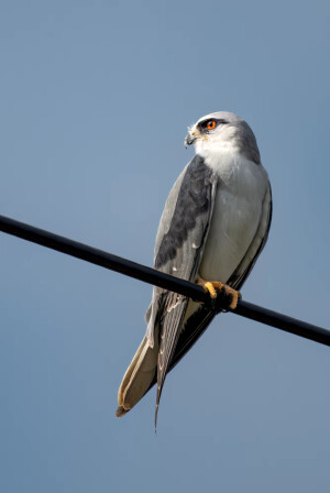 Black Shouldered Kite 黑翅鸢 学名Elanus axillaris 