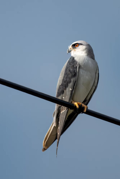 Black Shouldered Kite 黑翅鸢 学名Elanus axillaris 