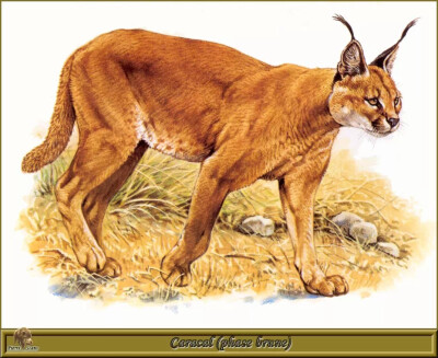 法国动物画家Robert Dallet手绘猫科动物
