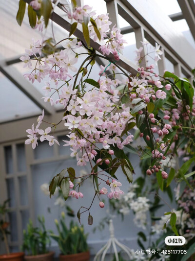 苹果花