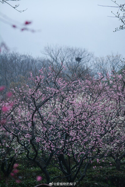 梅花