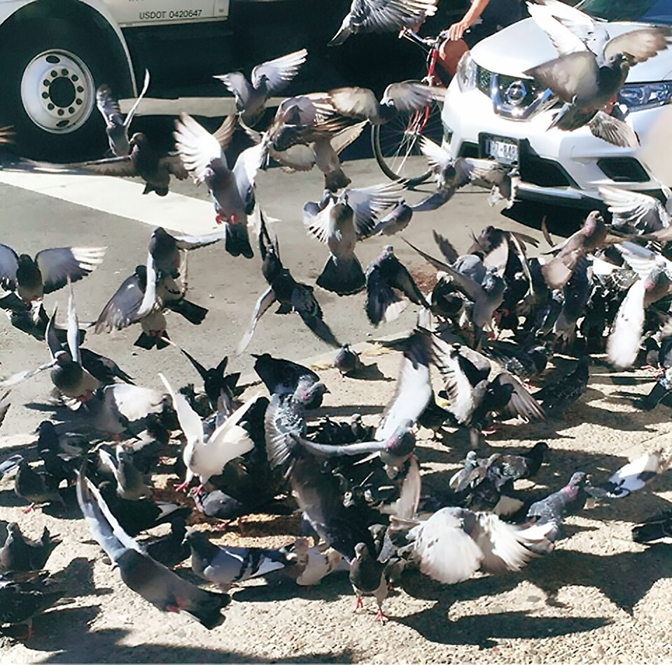 *小貓的煩惱就是過於cute+°