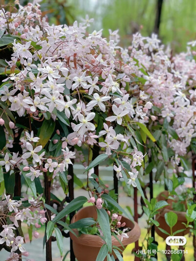 苹果花