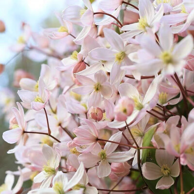 苹果花