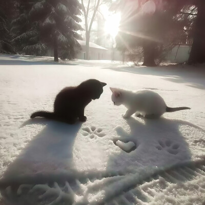 *小貓的煩惱就是過於cute+°