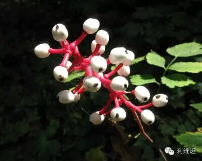 白类叶升麻