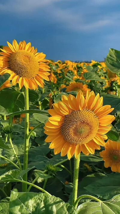 古风诗词歌赋：百花齐放，百家争鸣。