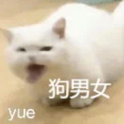 沙雕猫咪表情包