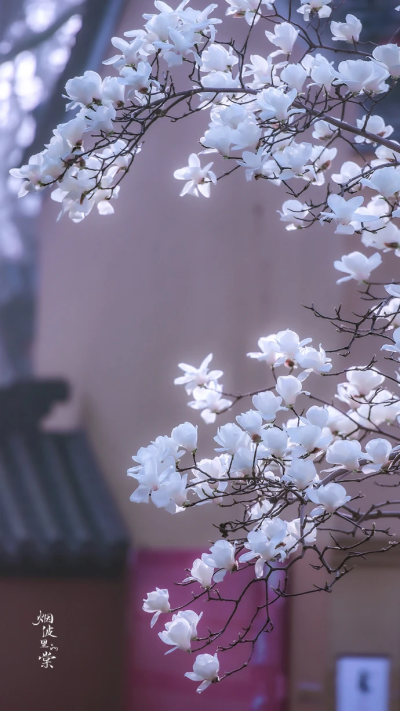 玉兰花