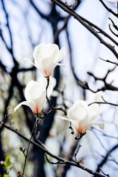 玉兰花