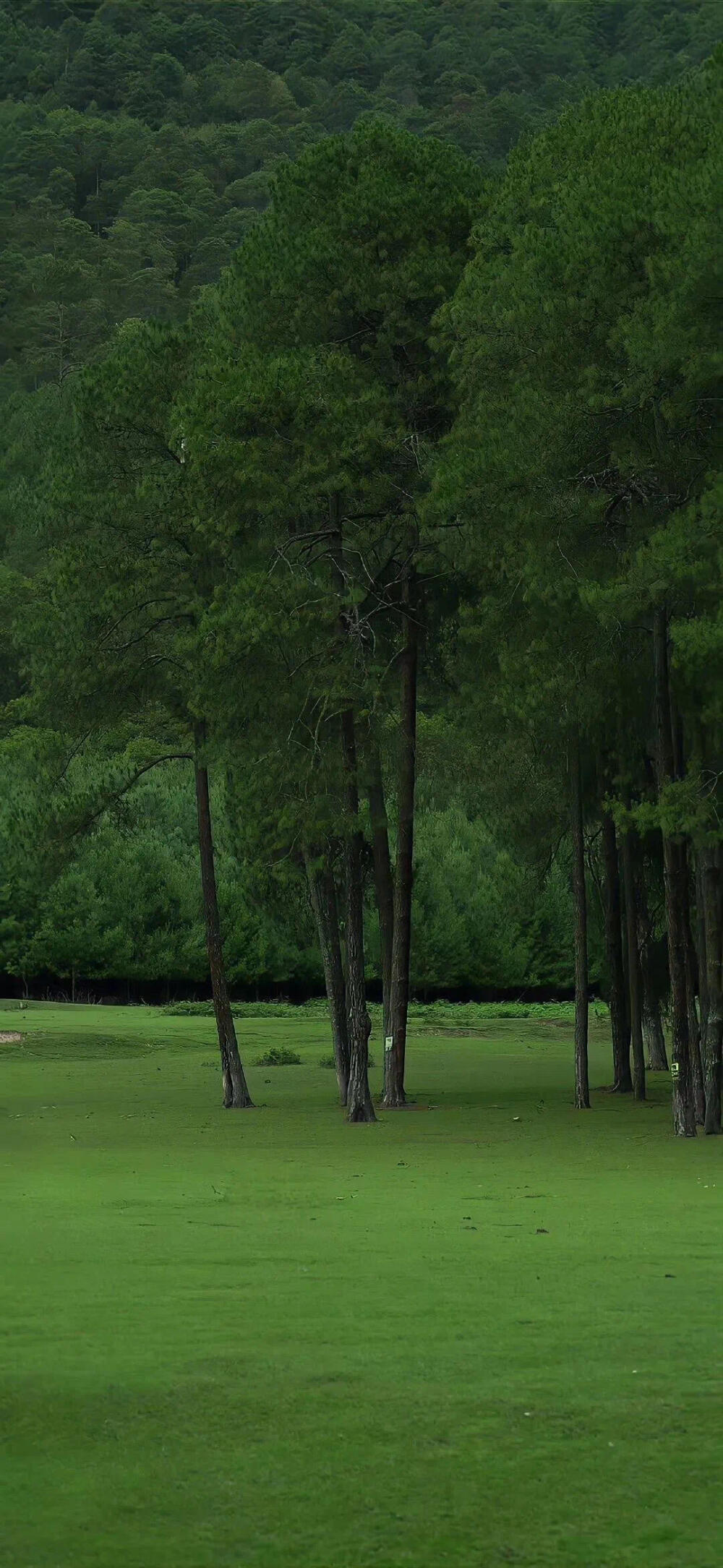绿色护眼