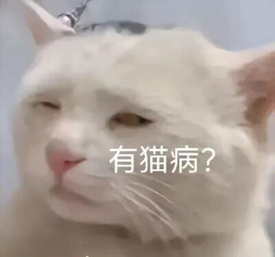 沙雕猫咪表情包