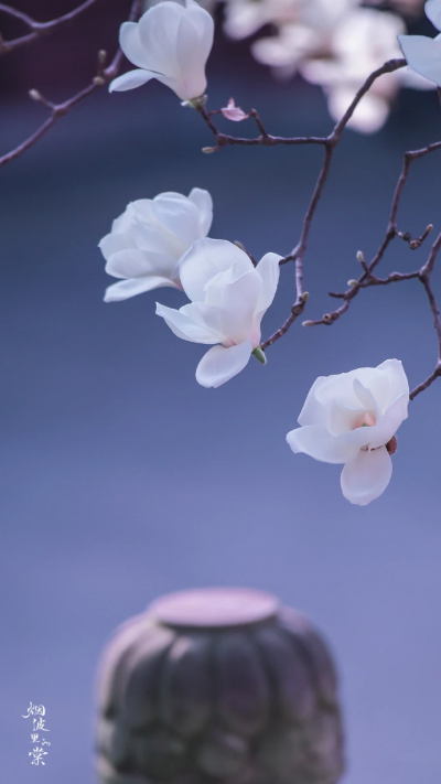 玉兰花