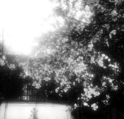 ·Lace、&material）…*심장、不要离开☆