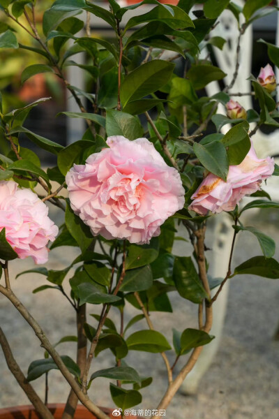 山茶花