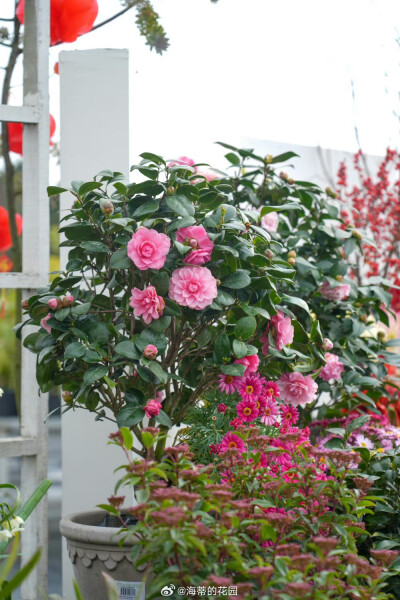山茶花