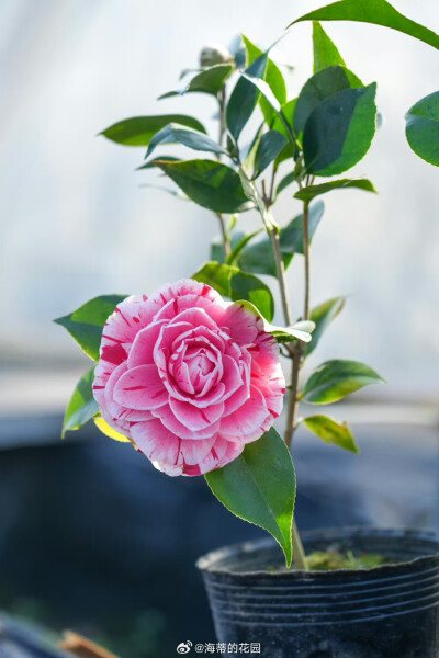 山茶花