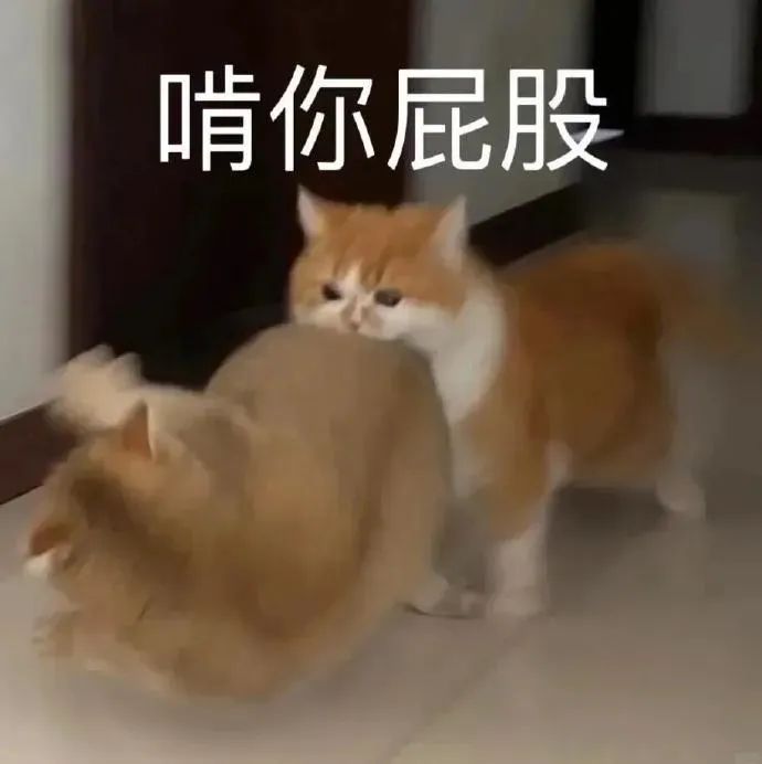 猫猫表情包