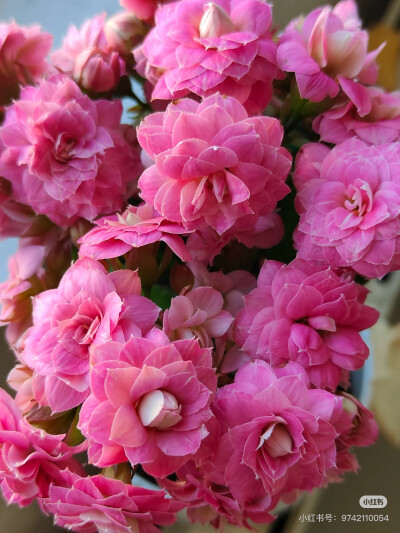 长寿花.苹果花
