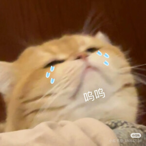 表情包