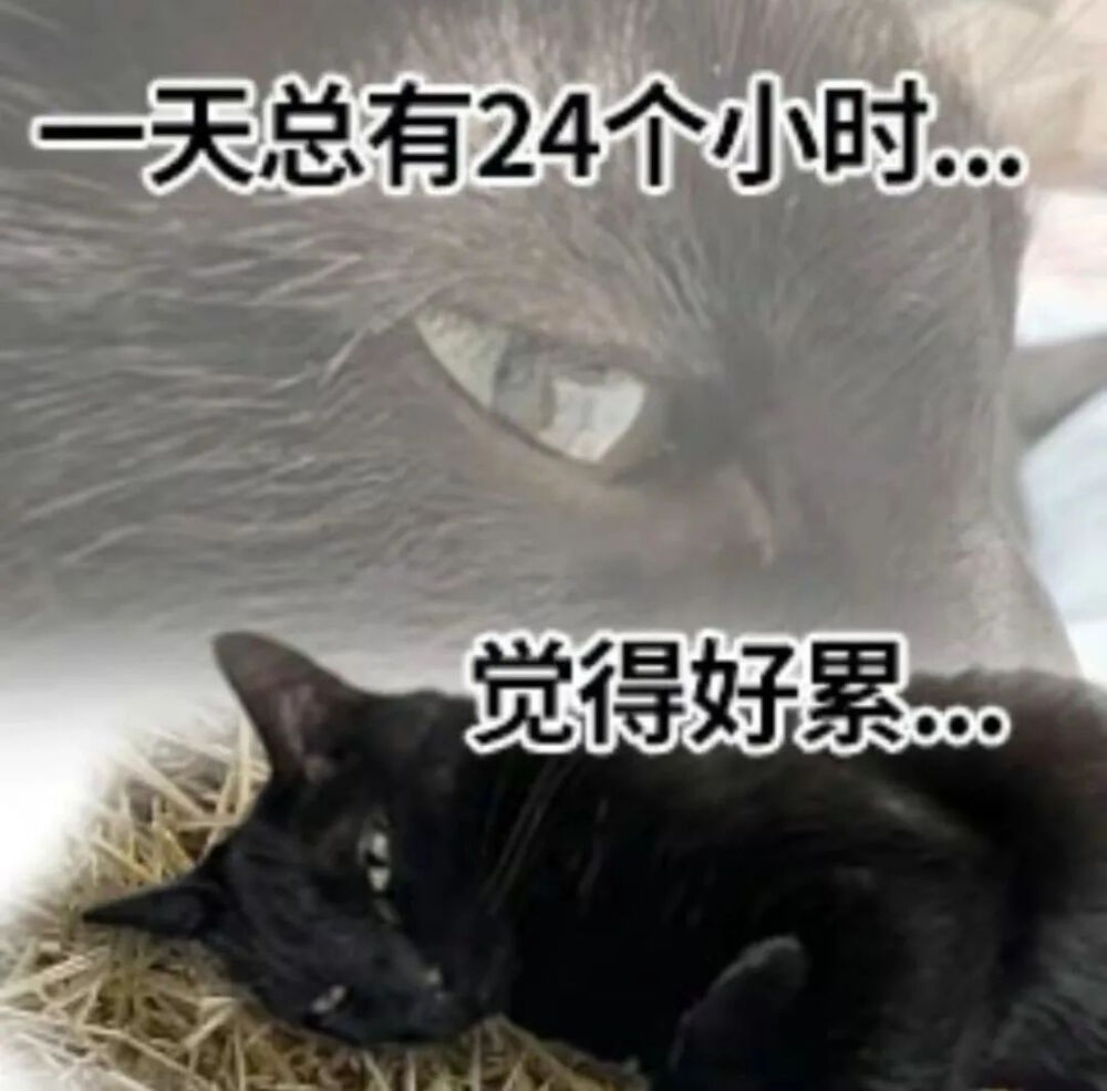 猫猫表情包