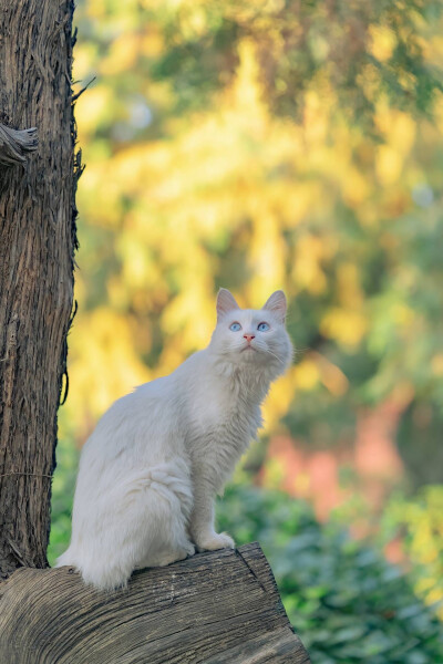 猫咪壁纸