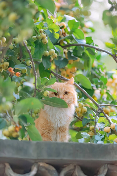 猫咪壁纸