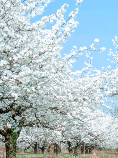 梨花三月雪