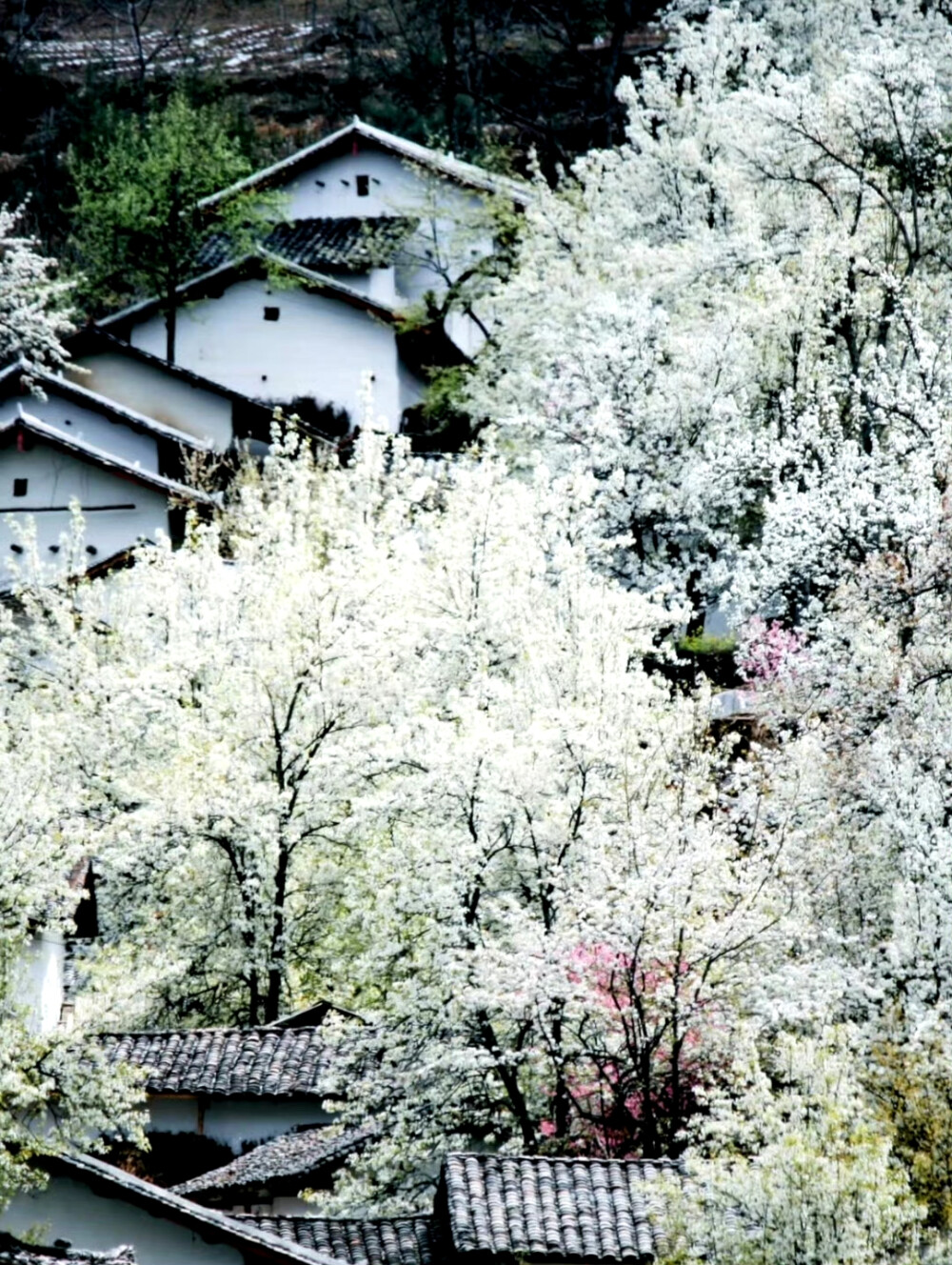 梨花三月雪