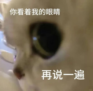 小猫表情包