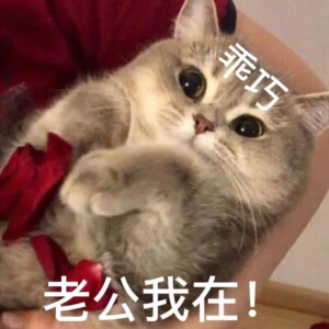 表情包