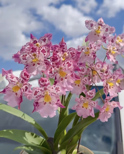 高杆文心兰-豹纹宝石