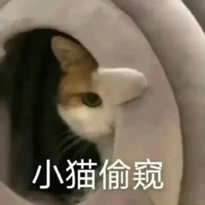 猫猫表情包