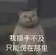 猫猫表情包