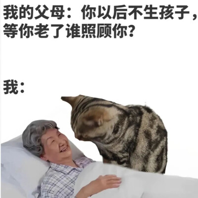 猫咪表情包