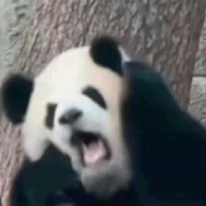 日常聊天表情包